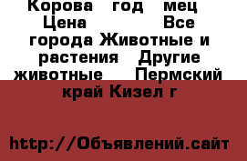 Корова 1 год 4 мец › Цена ­ 27 000 - Все города Животные и растения » Другие животные   . Пермский край,Кизел г.